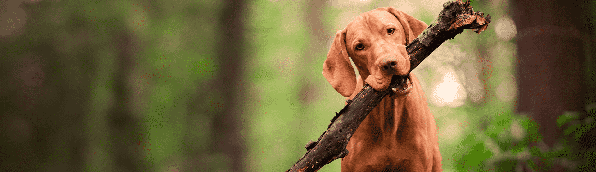 wellmark-is-the-heart-of-at-home-pet-wellness-products