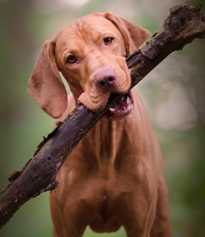 Wellmark Is The Heart Of At Home Pet Wellness Products wellmark-is-the-heart-of-at-home-pet-wellness-products